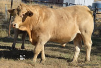 Bull LI-7 For Sale