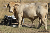 Bull MF-4 For Sale