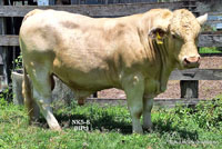 Bull NK5-8 For Sale