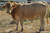 Bull YE25-9 For Sale