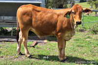 Heifer JA-3 For Sale