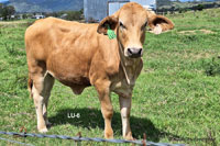 Heifer LU-6 For Sale