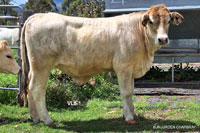 Heifer VL8-1 For Sale
