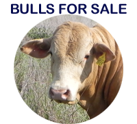 Bulls for sale at Bunjurgen Charbray Bunjurgen Charbray bulls for sale